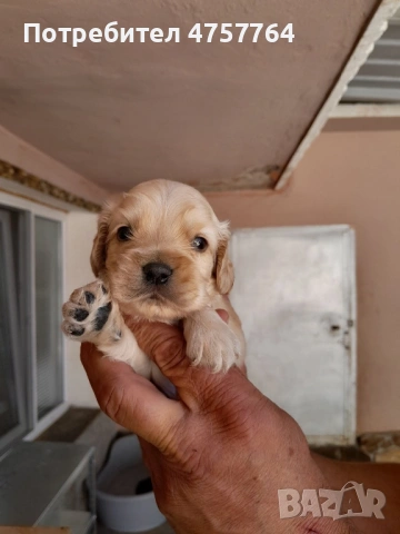 Кокер шпаньол