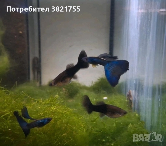 Декоративни рибки, гупи, гупа московска синя, снимка 2 - Рибки - 52952634