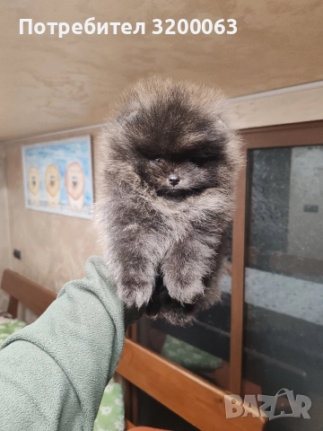 Померан мини мъжки и женско 