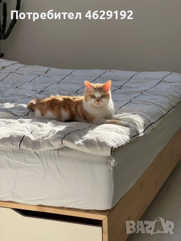 Британски късокосмест с родословие за разплод , снимка 6 - Британска късокосместа - 53873834