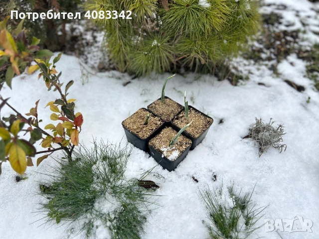 Кокиче комлект , снимка 5 - Градински цветя и растения - 53190497