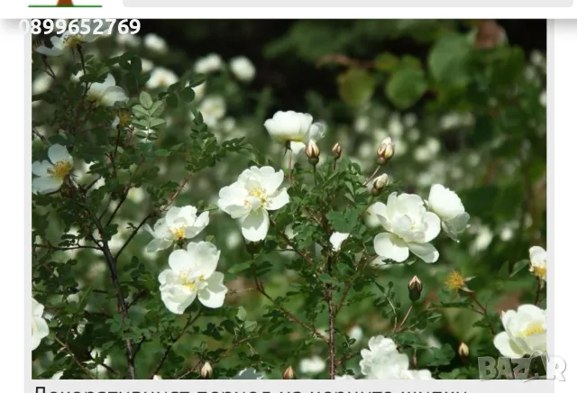 Черна шипка(Дива роза), снимка 2 - Разсади - 50339735