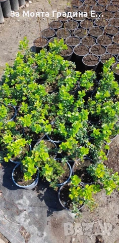 Червена Американска Боровинка, снимка 6 - Разсади - 53633116