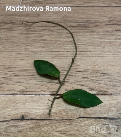 Hoya fitchii , снимка 2 - Стайни растения - 52595267