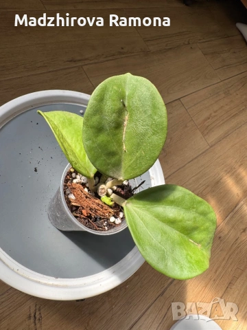 Hoya Pachyclada red corona 