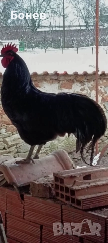 Петли Австролорп, снимка 2 - Кокошки и пуйки - 52185791