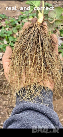 ВЕЛИКОЛЕПЕН БИО Разсад целогодишни Ягоди и Малини, снимка 5 - Разсади - 53687574