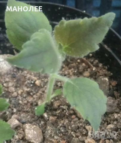 Колерия, снимка 2 - Стайни растения - 52726399