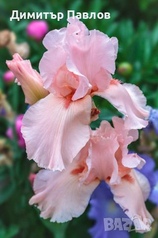 Перуника,ирис - различни цветове високи ароматни, снимка 4 - Градински цветя и растения - 37148734
