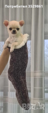 Мини чихуахуа 