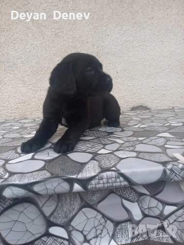 лабрадор реитривър 