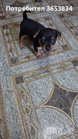 свободни мини пинчери за нови семейства