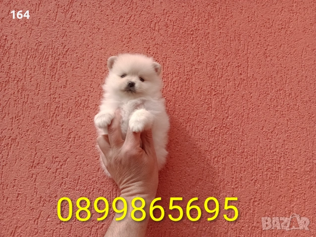 Женски Померани. Различни възрасти!, снимка 9 - Померан - 54012946