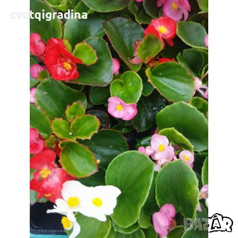 Begonia Бегония едногодишна, снимка 2 - Градински цветя и растения - 45841929