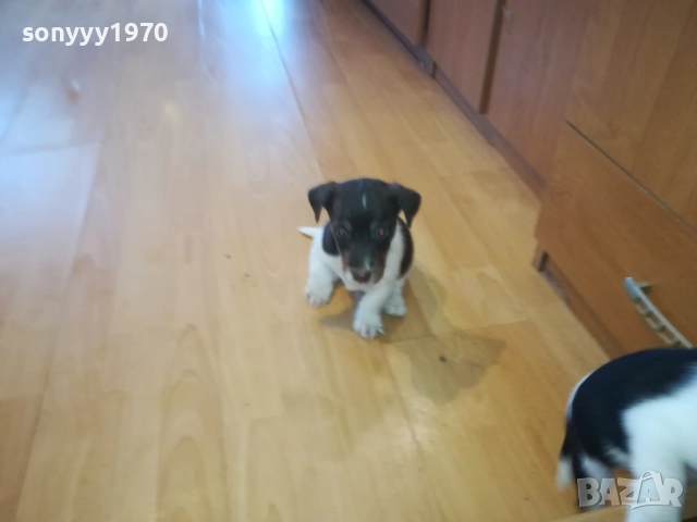 ДЖАК РЪСЕЛ-КУТРЕТА 2209251141, снимка 12 - Джак ръсел териер - 51793138