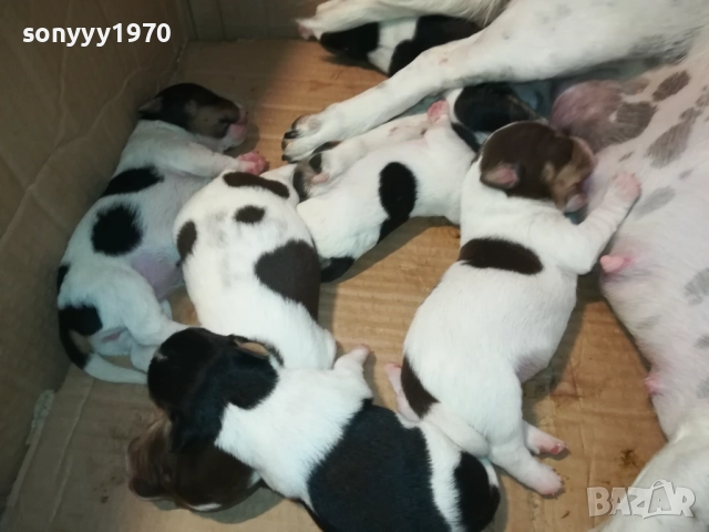 ДЖАК РЪСЕЛ-КУЧЕНЦА 2208250727, снимка 17 - Джак ръсел териер - 51449340