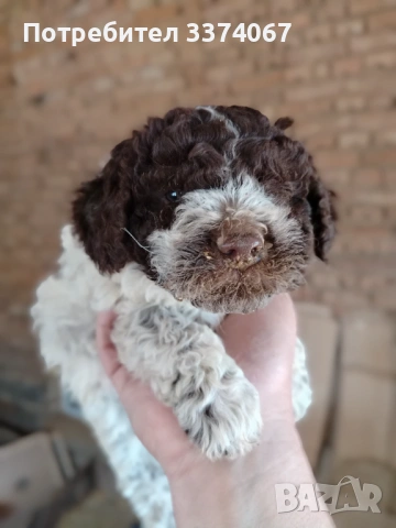 Логото , снимка 2 - Други - 54182367