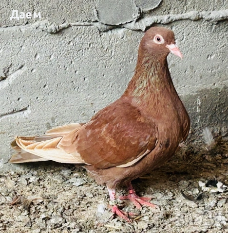 Поморийски Ролер Силни на въртене, снимка 7 - Гълъби - 54296900