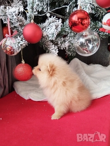 продавам померанчета, снимка 9 - Померан - 52908550