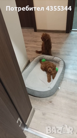 Мини пудел , снимка 3 - Пудели - 52718487