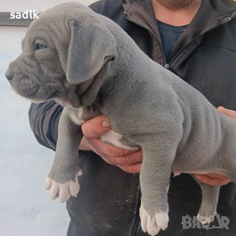 питбул блу нос мъжки и женски, снимка 3 - Питбул - 51319756