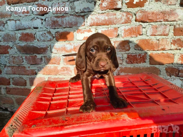 Продавам кученца , снимка 7 - Други - 53374412