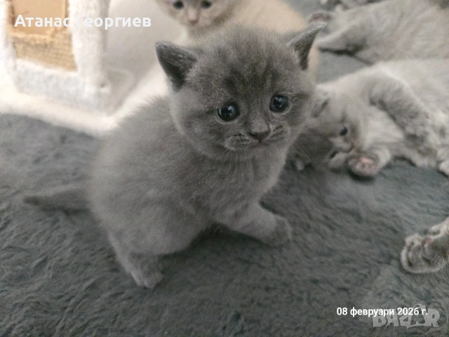Британски късокосмести чистокръвни котенца. , снимка 7 - Британска късокосместа - 53451104