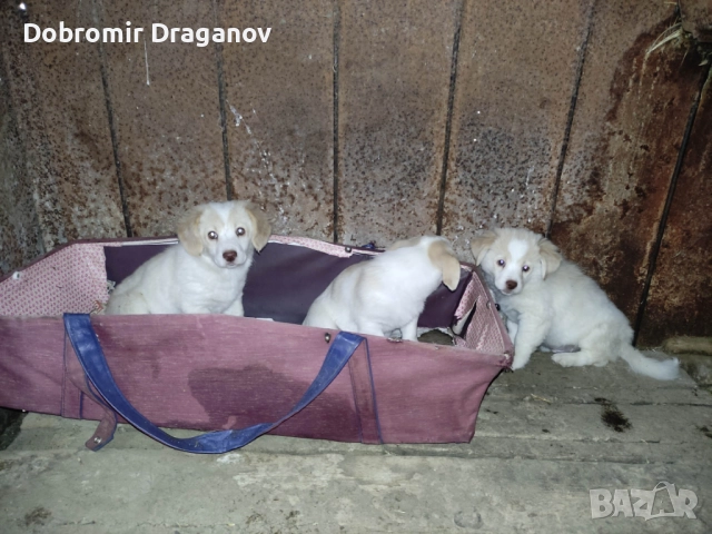 кученца търсят двукраки приятели - подаряват се, снимка 2 - Други - 52184528