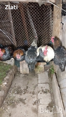 Петли Петлета 