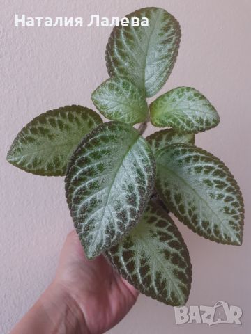 Еписция, episcia cupreata, снимка 2 - Стайни растения - 46242358