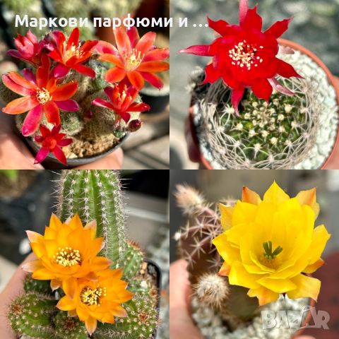 Продавам екзотични кактуси, колекционерски, редки видове - Echinocereus Nicholii, El Capitan и други, снимка 3 - Градински цветя и растения - 46569146