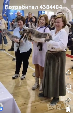 Котенца мейн куун, снимка 12 - Мейн кун - 54137626