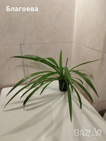 Алиум бял / Alium triquetrum