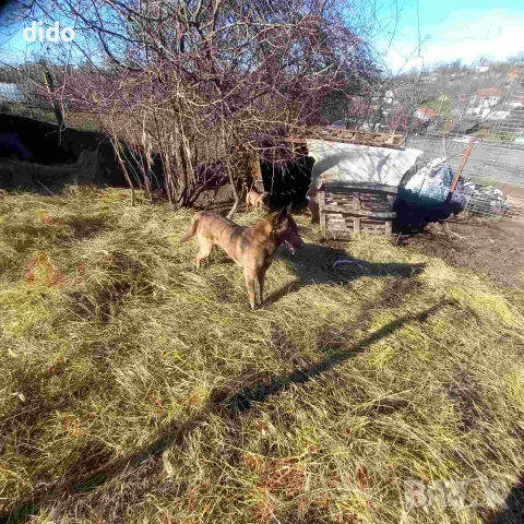 Продавам белгийски овчарки/малиноа, снимка 11 - Белгийска овчарка - 53276339