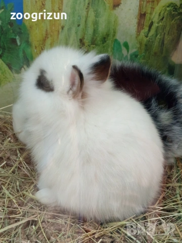 Декоративни зайчета, снимка 2 - Декоративни зайчета - 53823115