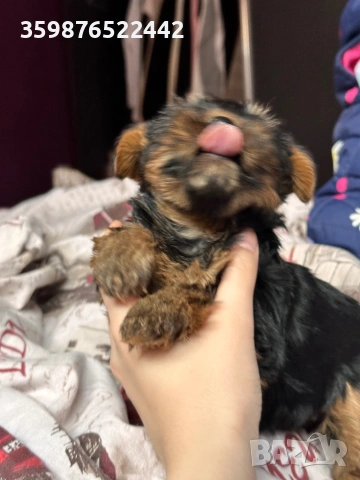 Йоркшир , снимка 4 - Йоркширски териер - 53721359