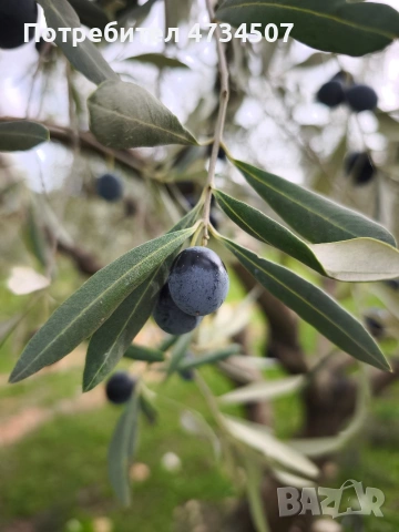 Домашен зехтин – реколта 2025 | студено пресован | 5 кг тенекия, снимка 6 - Други - 53459506