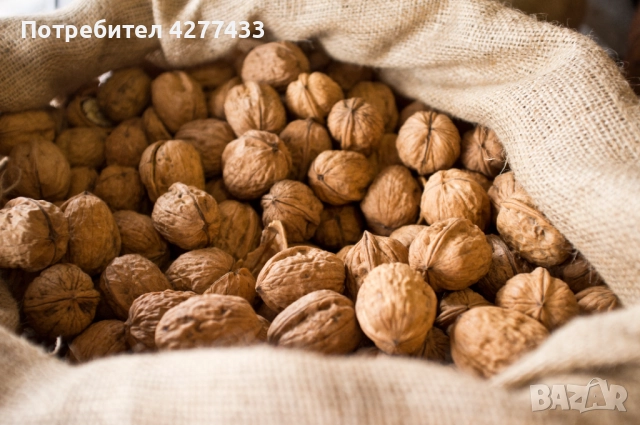 ОРЕХИ С ЧЕРУПКА реколта 2025