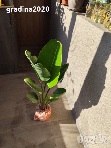 Стрелиция Налични 2 вида, снимка 6 - Разсади - 47241857