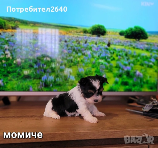 Бивет йоркширски териер, снимка 7 - Йоркширски териер - 53645644