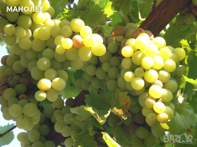 Лози - 2 вида, снимка 2 - Градински цветя и растения - 52720831