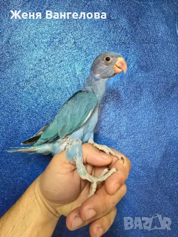 Ексклузивна цена до 1 юни Топ.. Малък александър., снимка 5 - Папагали - 50437180