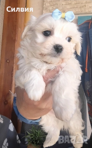 предлагам малтийска болонки , снимка 3 - Болонка - 53652977