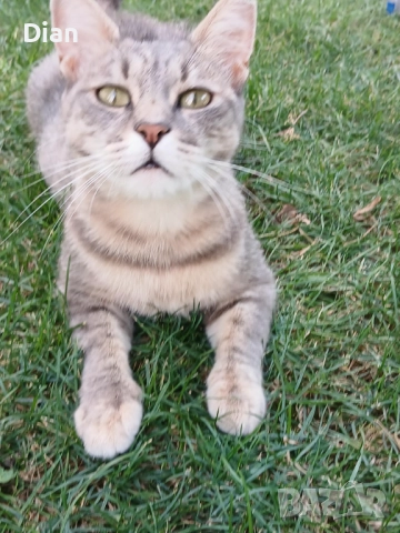 Подарявам котка, Синьо Таби, женска, кастрирана , снимка 8 - Други - 52177916