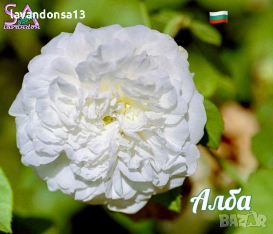 Разсад маслодайни рози, снимка 3 - Градински цветя и растения - 42641069