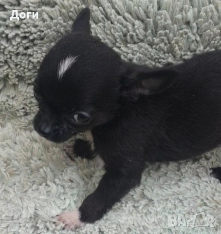 Продавам чихуахуа , снимка 6 - Чихуахуа - 51640490