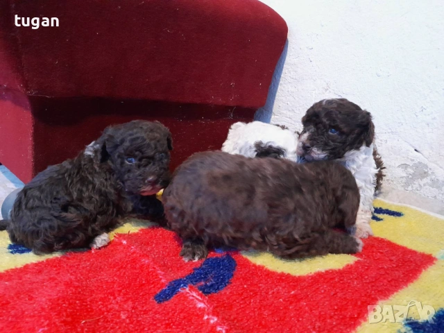 Бебета Лагото Романьоло / Lagotto Romagnolo, снимка 11 - Други - 54058824