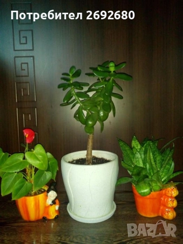 Коледничета,кливия,исусов венец, кротон, сенсевиера,хибискус , снимка 14 - Стайни растения - 42021101