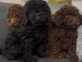 Пудел мини , снимка 1