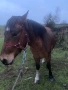 Продавам 2-годишно женско конче за повече инфо звънете, снимка 1